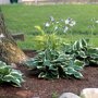 Bonte hosta
